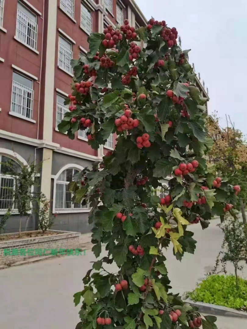 学校的山楂熟啦